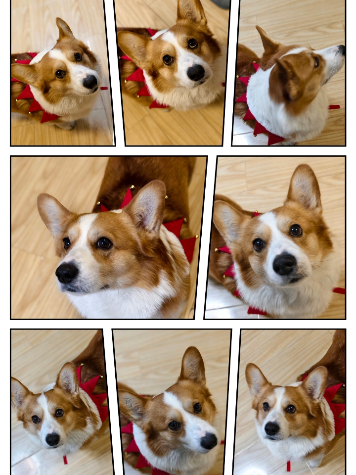 姨姨送的新围脖