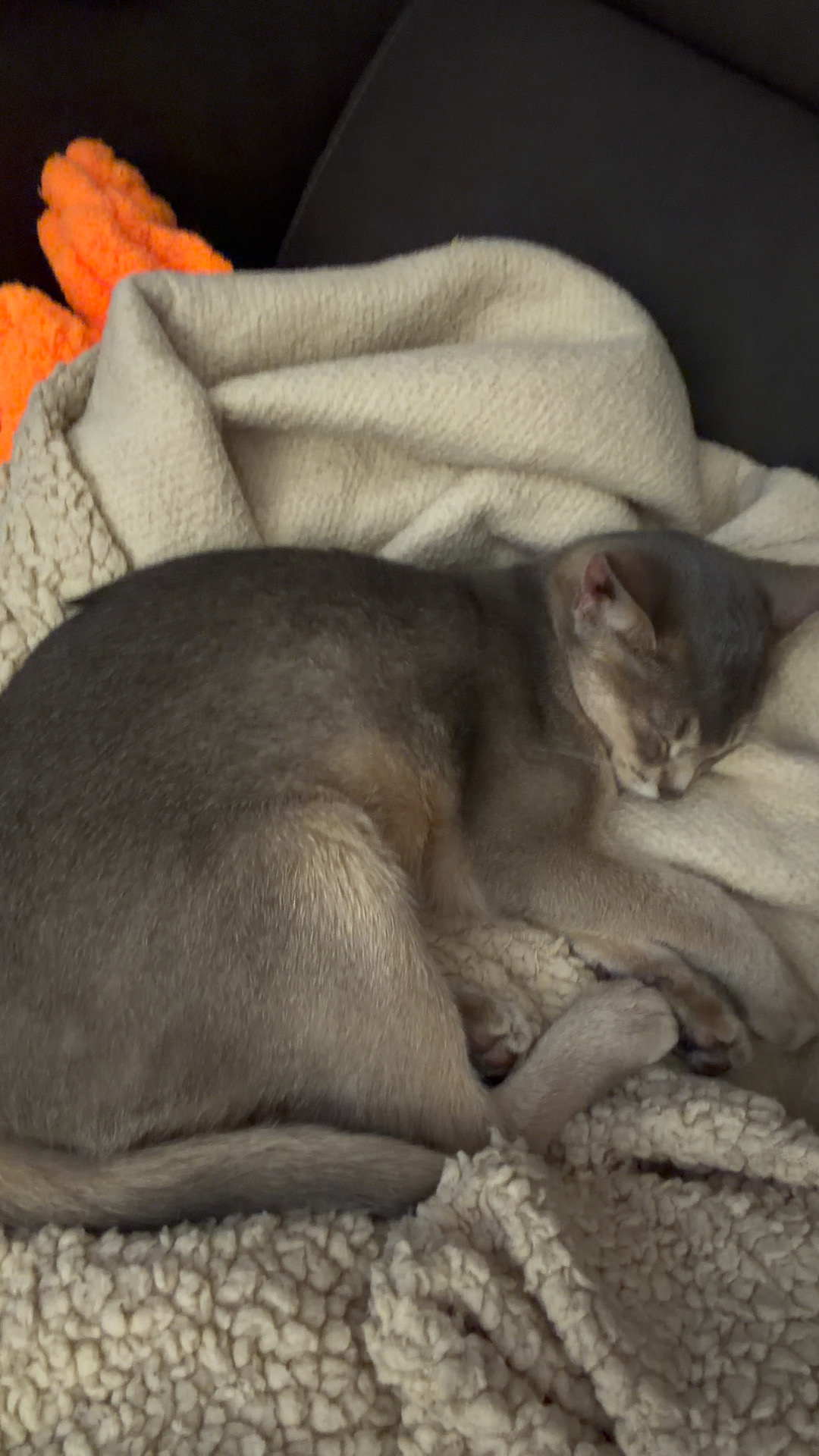 热知识，在咪睡的迷糊的时候就能把脸埋进肚子