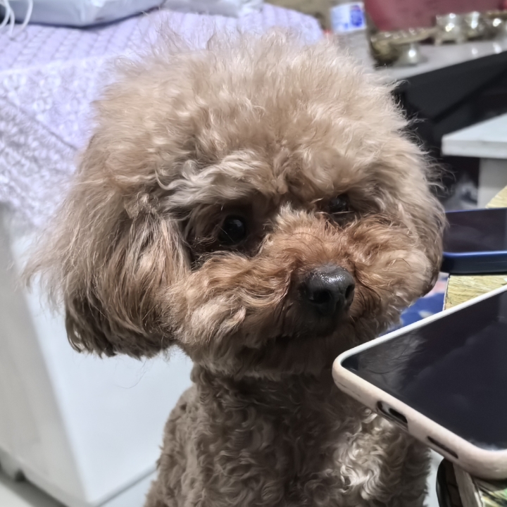 是认真听着讲话的小宝