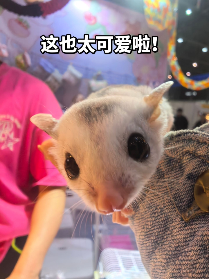 好可爱！想养！