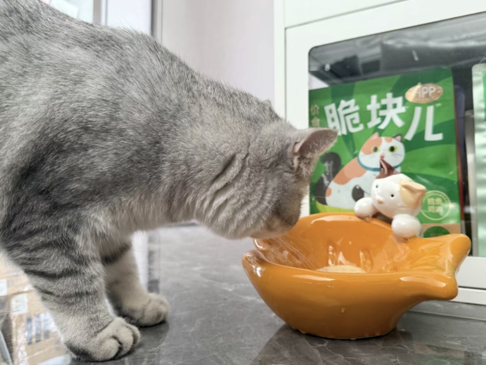 鲷鱼烧碗测评✨