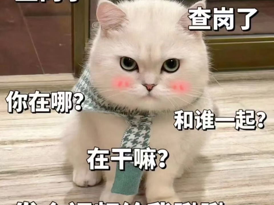猫咪表情包