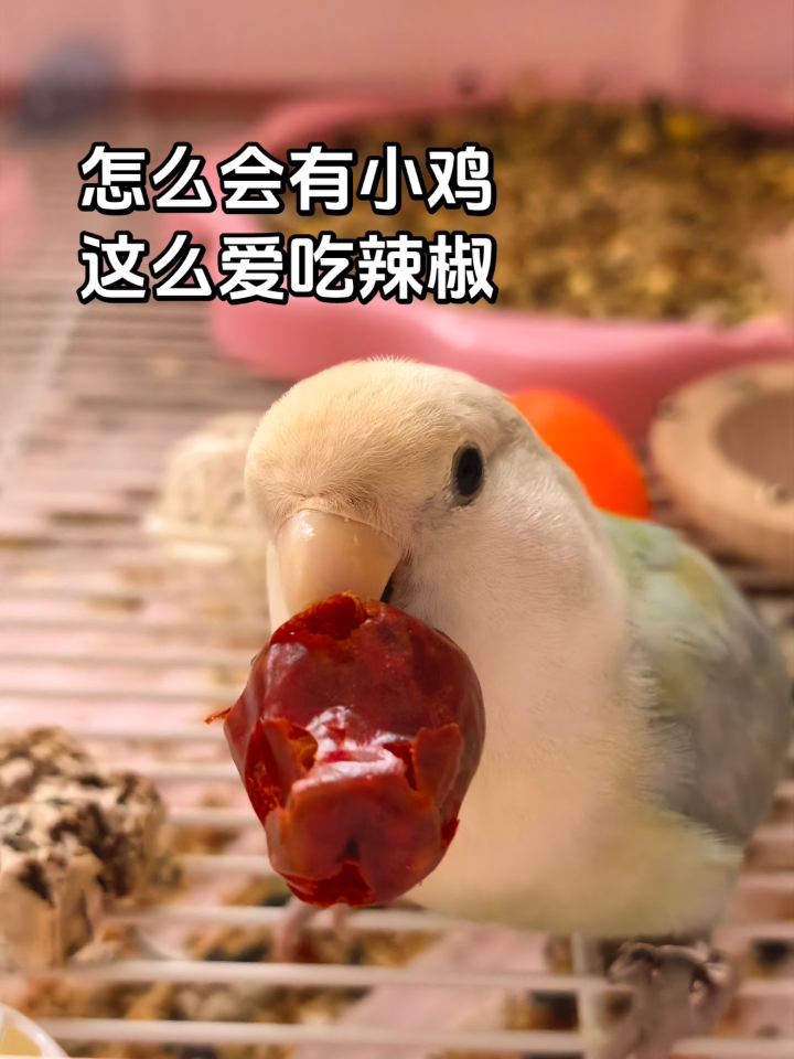 这是只从四川来的小鸡吧～