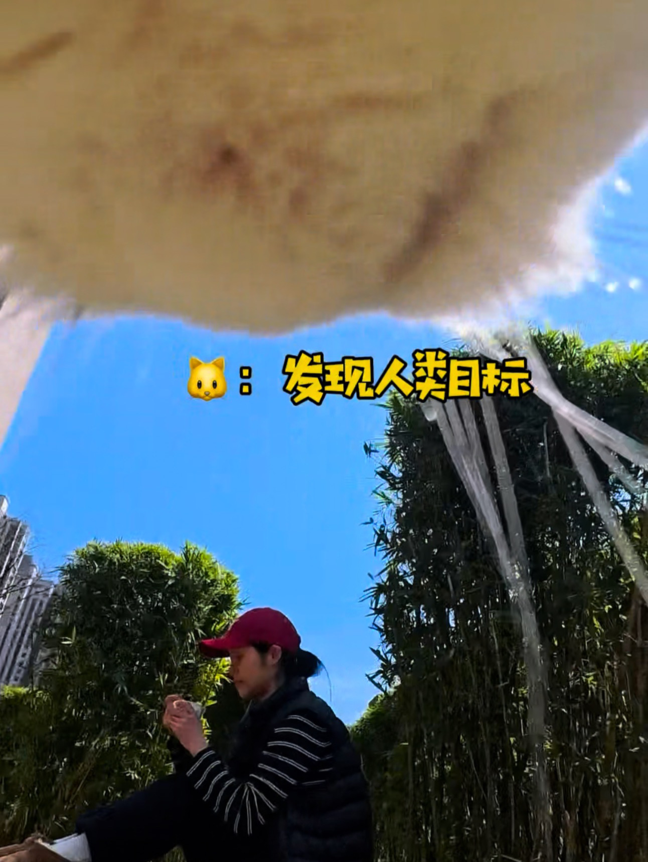 你见过会说话的猫搭讪吗？最后它还委屈上了！