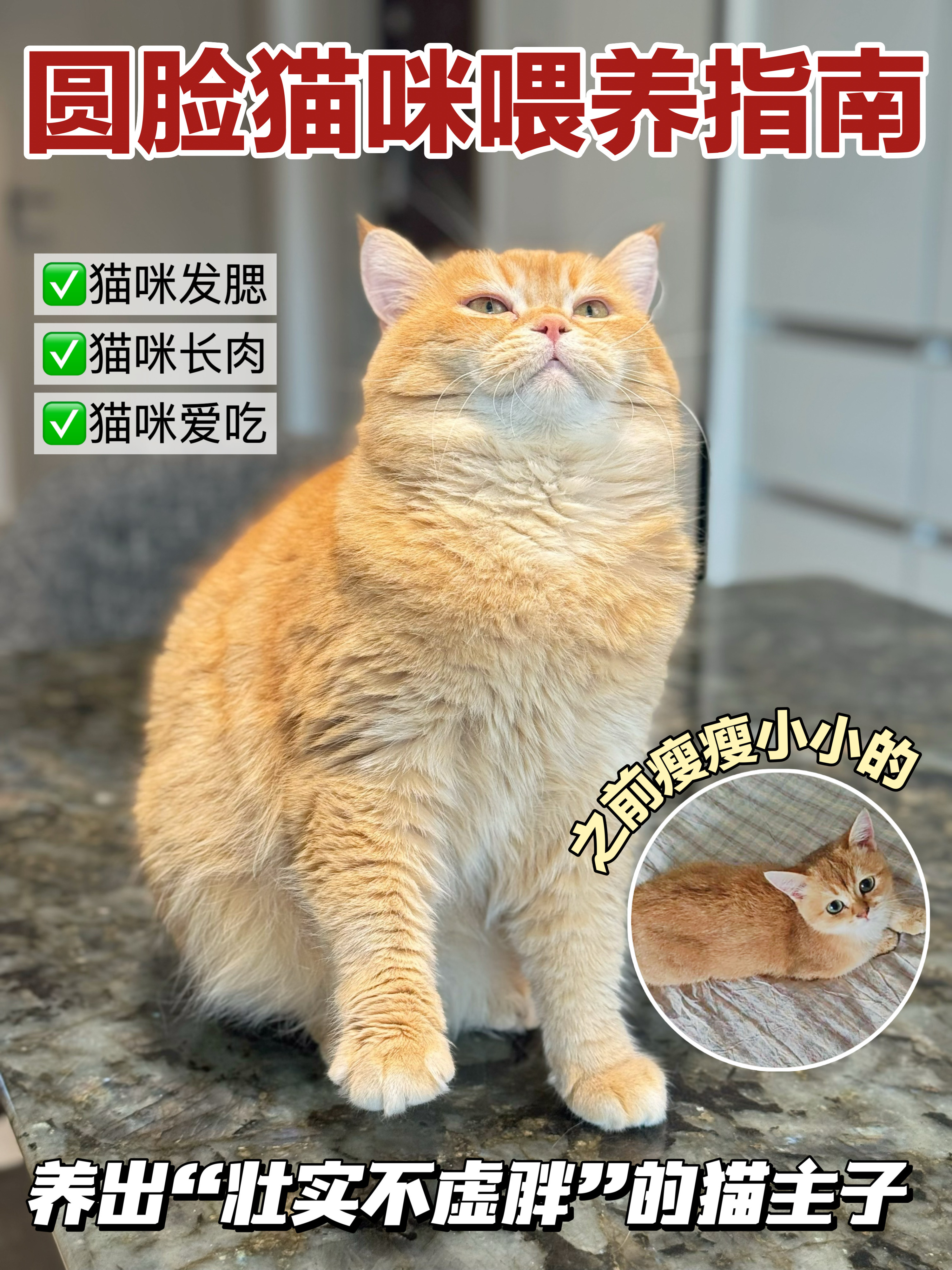 想养出包子脸+腱子肉？选对发腮猫粮是关键