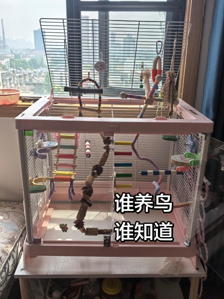 沉浸式打扫鸟笼！整整两小时！已累死……