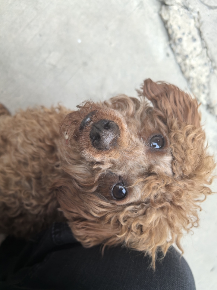 是邻居家的小狗