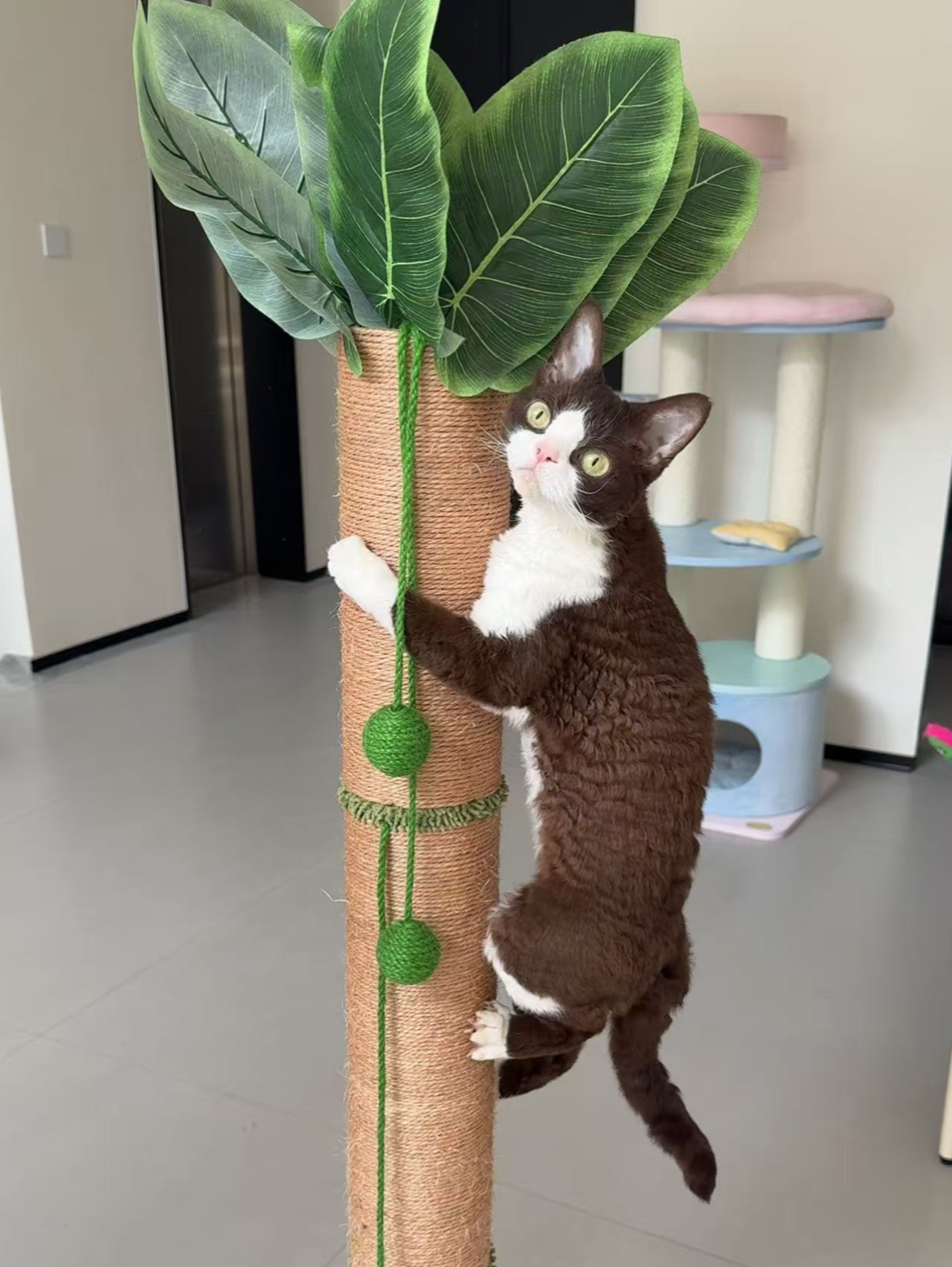 为了猫，我和朋友大打出手！