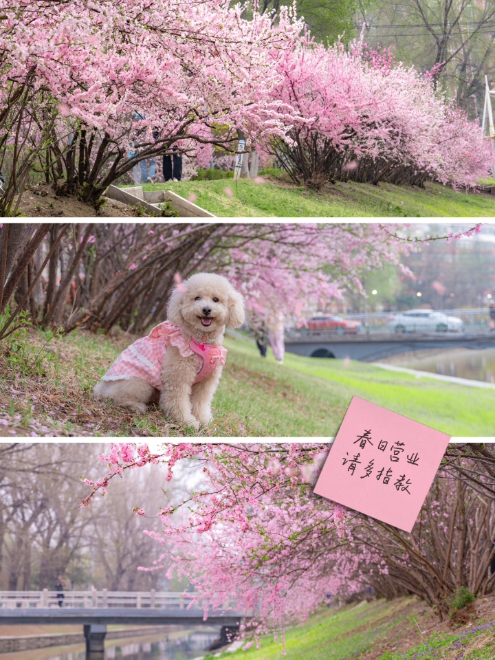 沈阳封神的小众赏花大道被我发现了