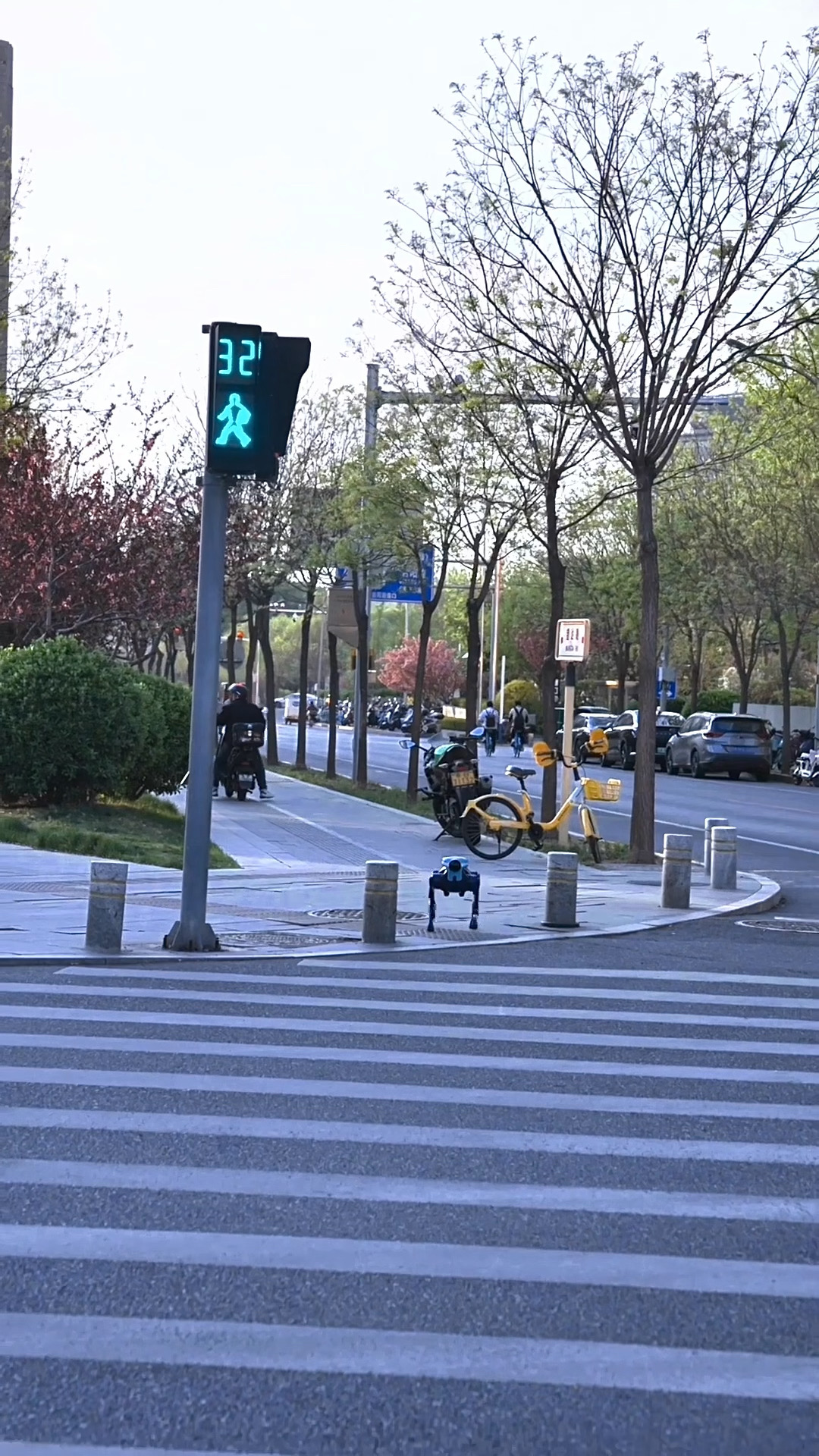 偶遇机器狗过马路，它甚至还会避让