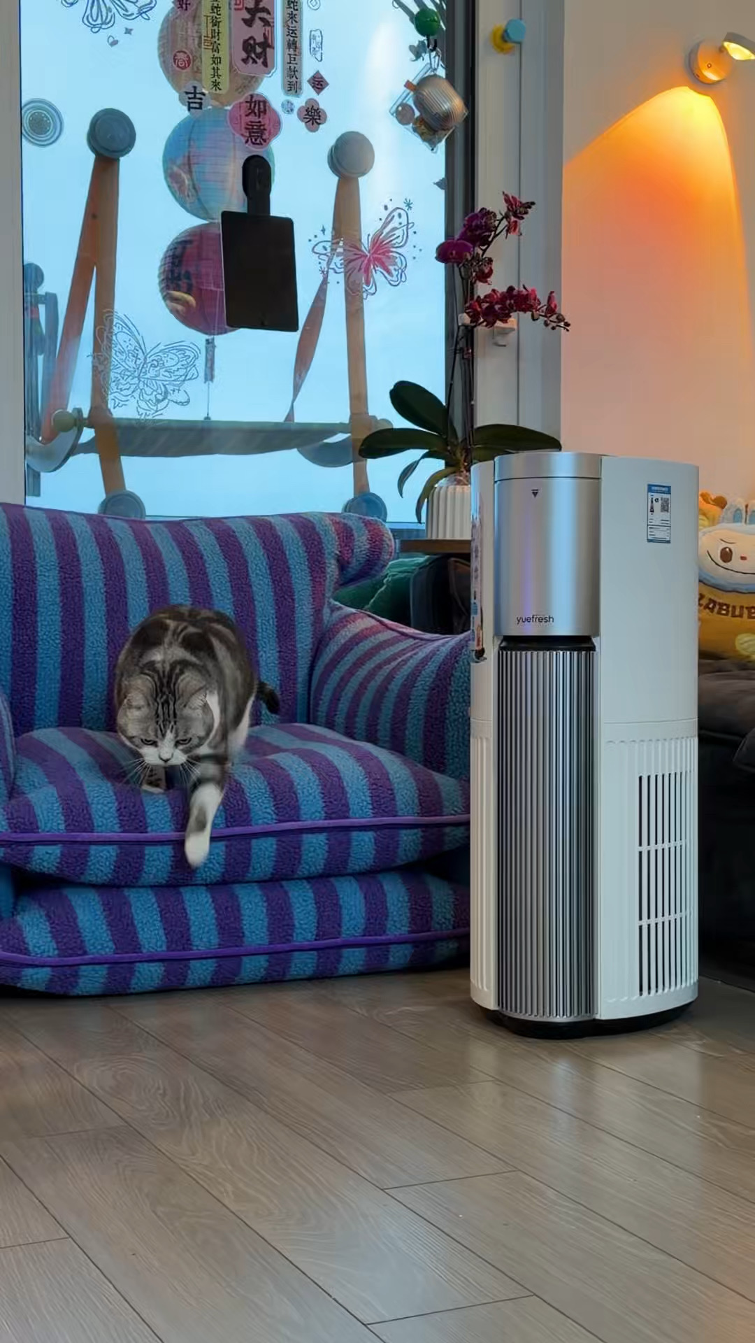 对猫毛过敏也能放肆吸猫的爽感养猫人才懂