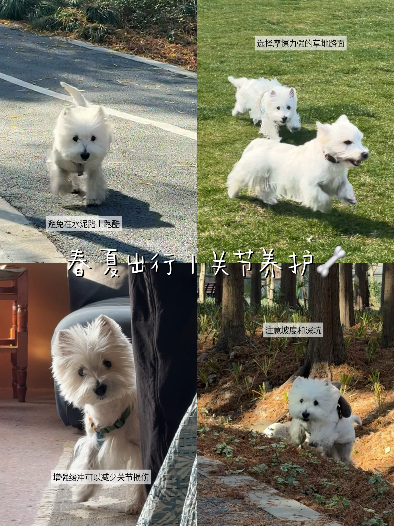 西高地关节养护｜户外运动关节保护攻略🦴