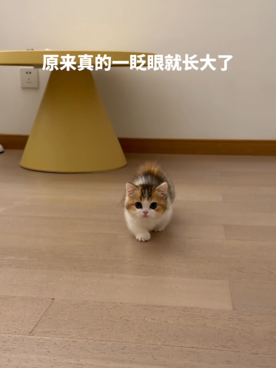 小猫的美貌，主人的荣耀