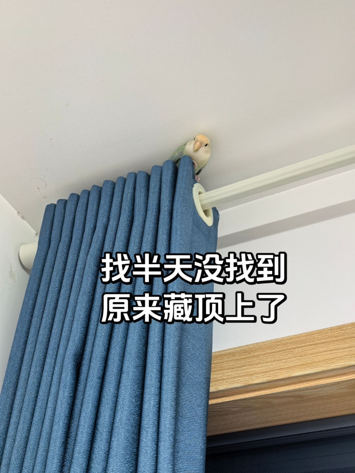 一只偷感很重，探头探脑的小鸡