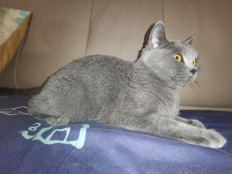 我的枕头，已经是猫的了  不知道从哪天开始，我家猫锁定了一个新地盘——我的枕头。  每天晚上我准备睡觉，它就已经端端正正地蹲在枕头旁边了。也不睡正中间，就挨着枕头边，把自己缩成一团毛球，脑袋枕着我的枕头角，看起来比我还会享受。  有时候我故意把枕头抽走，它就抬头看我一眼，眼神里写满了“你干嘛”。然后又慢悠悠地把脑袋搁回去，仿佛在说：“这是本喵的位置，你挪枕头也没用。”  最绝的是半夜翻身，手一伸就...