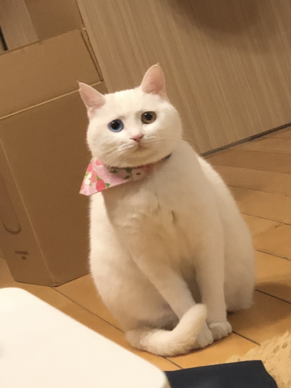 人，咪很担心你🥺