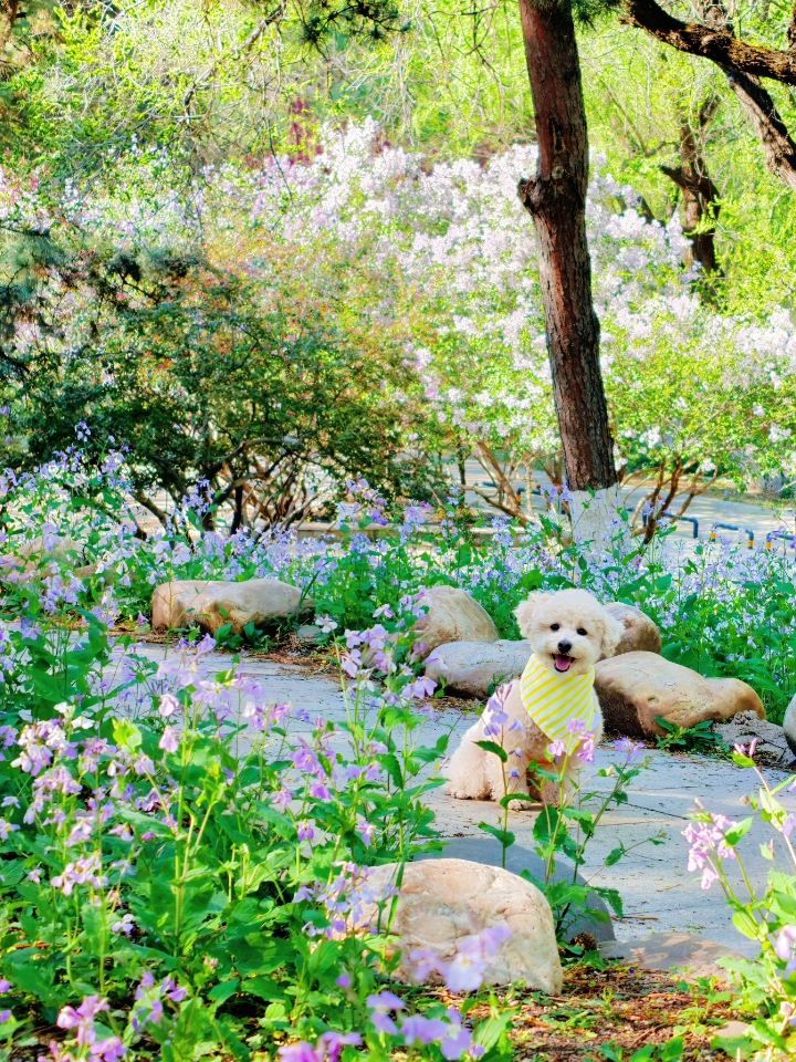 狗狗的春和景明