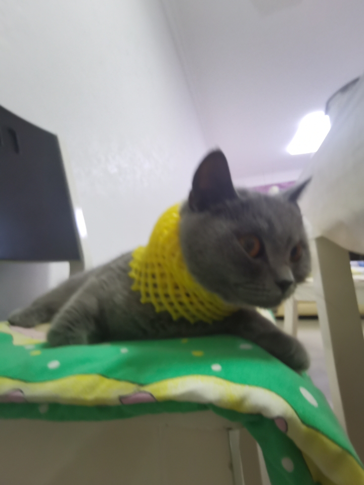 戴上黄颈套之后，我家猫变成了“不想理你”模式  昨晚给猫驱完虫，把那个黄色软颈套给它罩上的时候，它整个猫的节奏就变了。  一开始是愣在原地，像按了暂停键。然后开始往后退，边退边低着脑袋想把颈套蹭掉，发现蹭不掉，就原地坐下，用后腿疯狂蹬那个圈。蹬了半天，颈套歪了但没掉，它的表情已经从困惑升级成了“你在跟我作对”。  最搞笑的是它想走进猫窝，结果颈套卡在窝门口，脑袋进去了身子进不去，卡在那儿进退两难。...