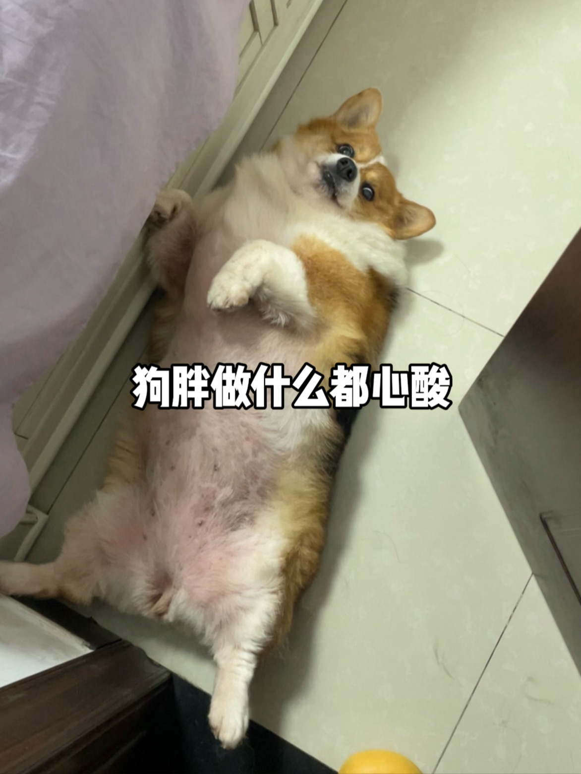 未经小狗苦 莫说小狗肥