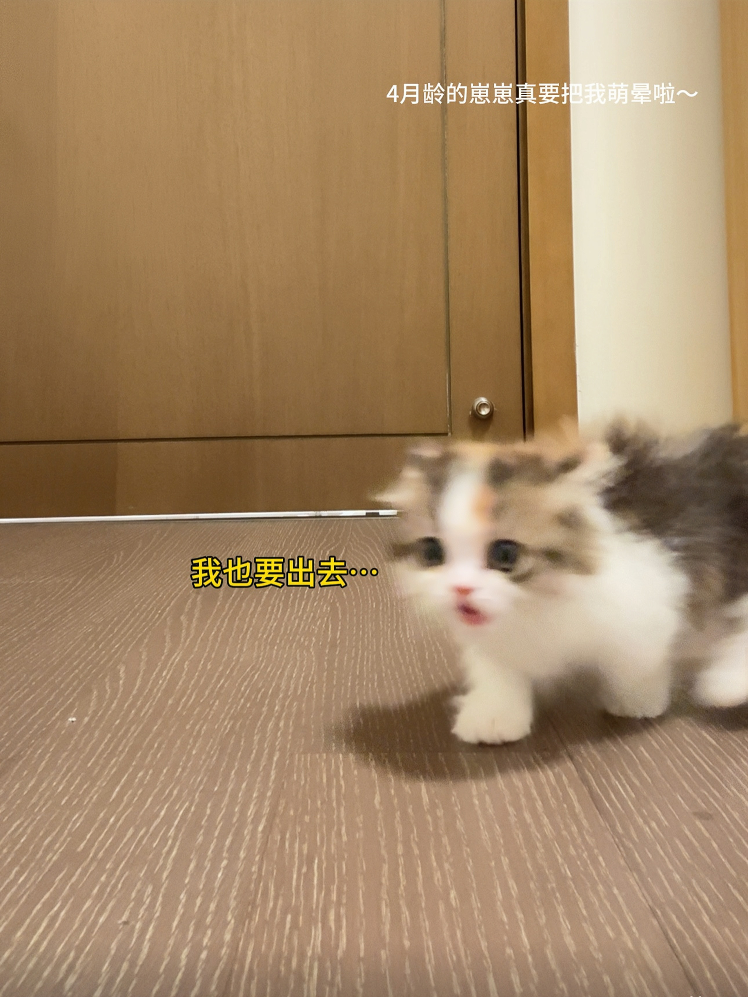 小小4月龄的它真的把我当妈妈了…