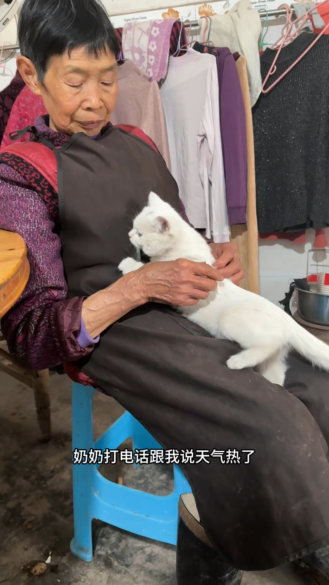 它们是奶奶的平淡生活里的光，我要协助奶奶把它们照顾好，奶奶说天气热了猫咪不爱喝水，所以我给奶奶带回家了这个骗水好物爱那多主食汤包，小猫很爱吃，还能补水，一天吃一包刚好