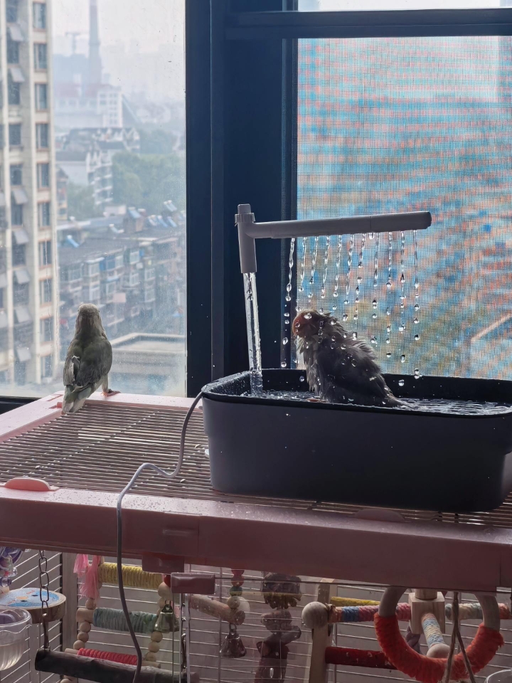 小鸡洗漱时间到～超爱淋浴的紫啧！