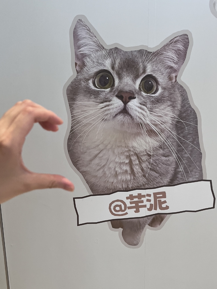 猫猫日记