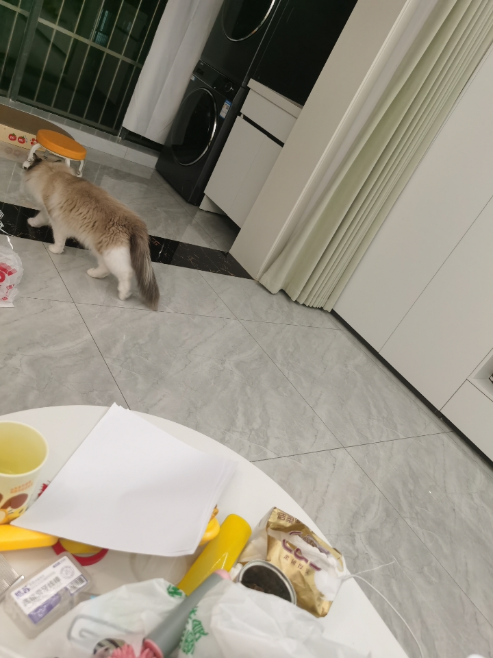 无情小猫
