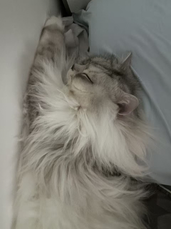 猫猫日记