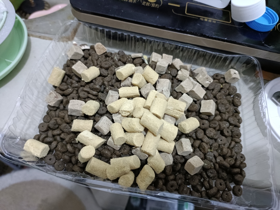 投喂小猫咪