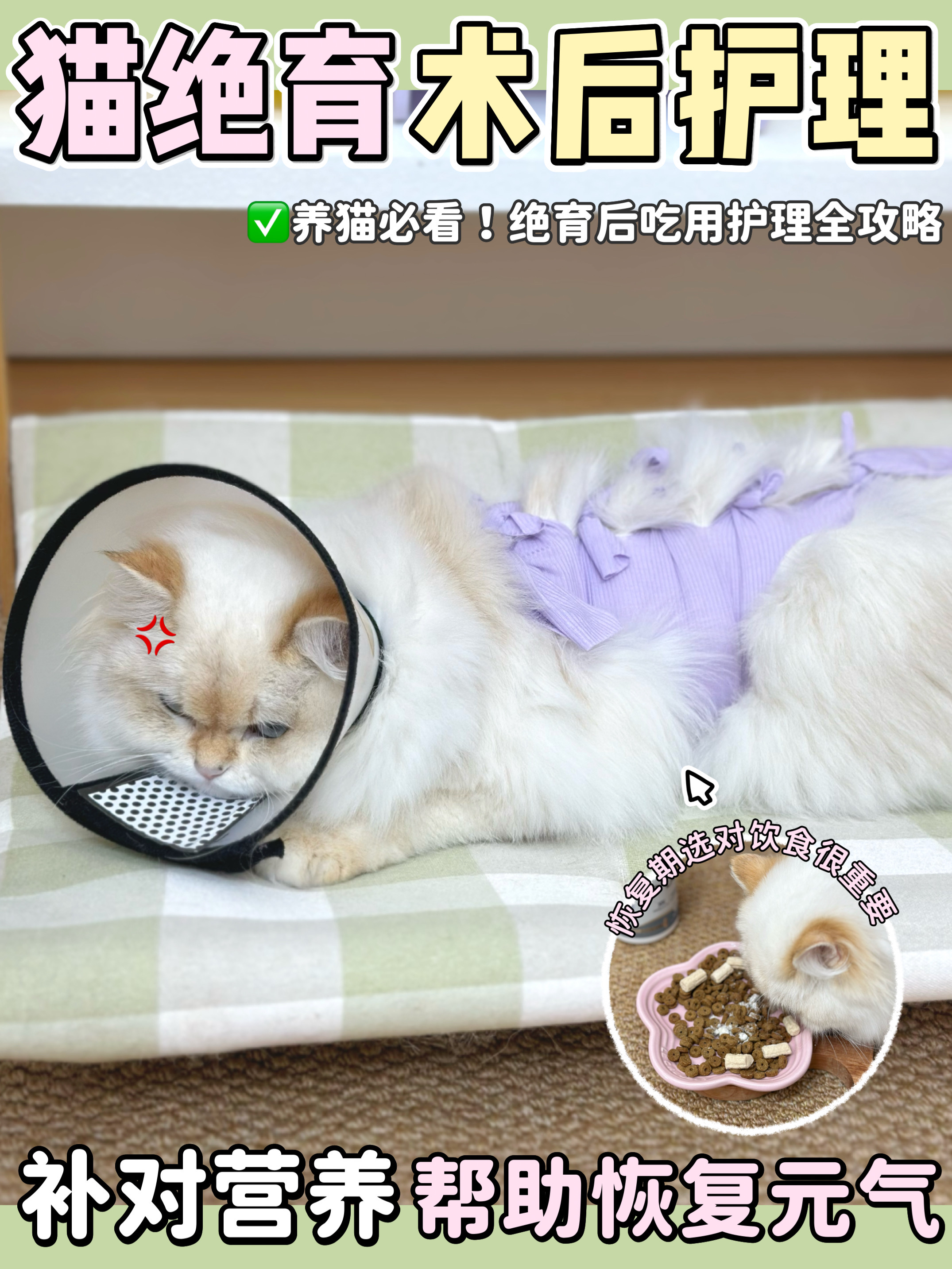 猫咪绝育术后护理攻略｜补对营养很重要！