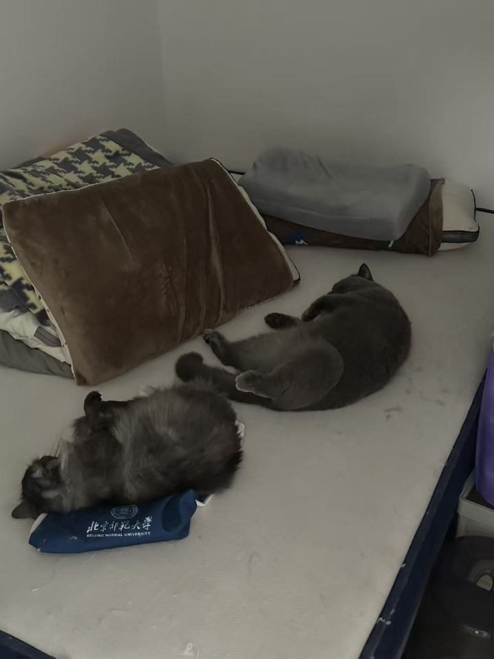 猫猫日记