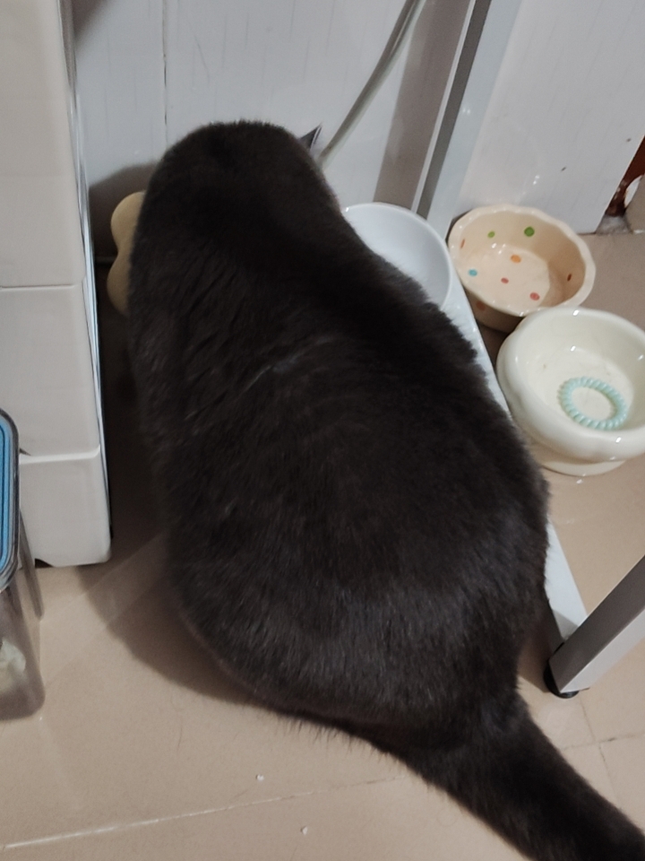 猫猫日记