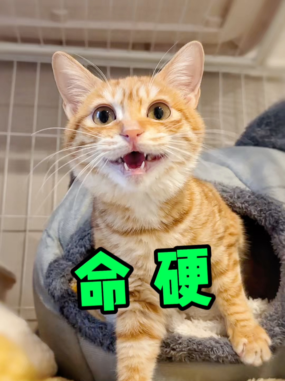 一只猫的九条命，全让它续上了！