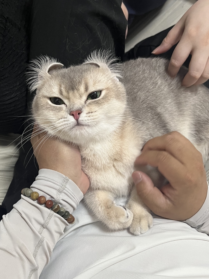 猫猫日记
