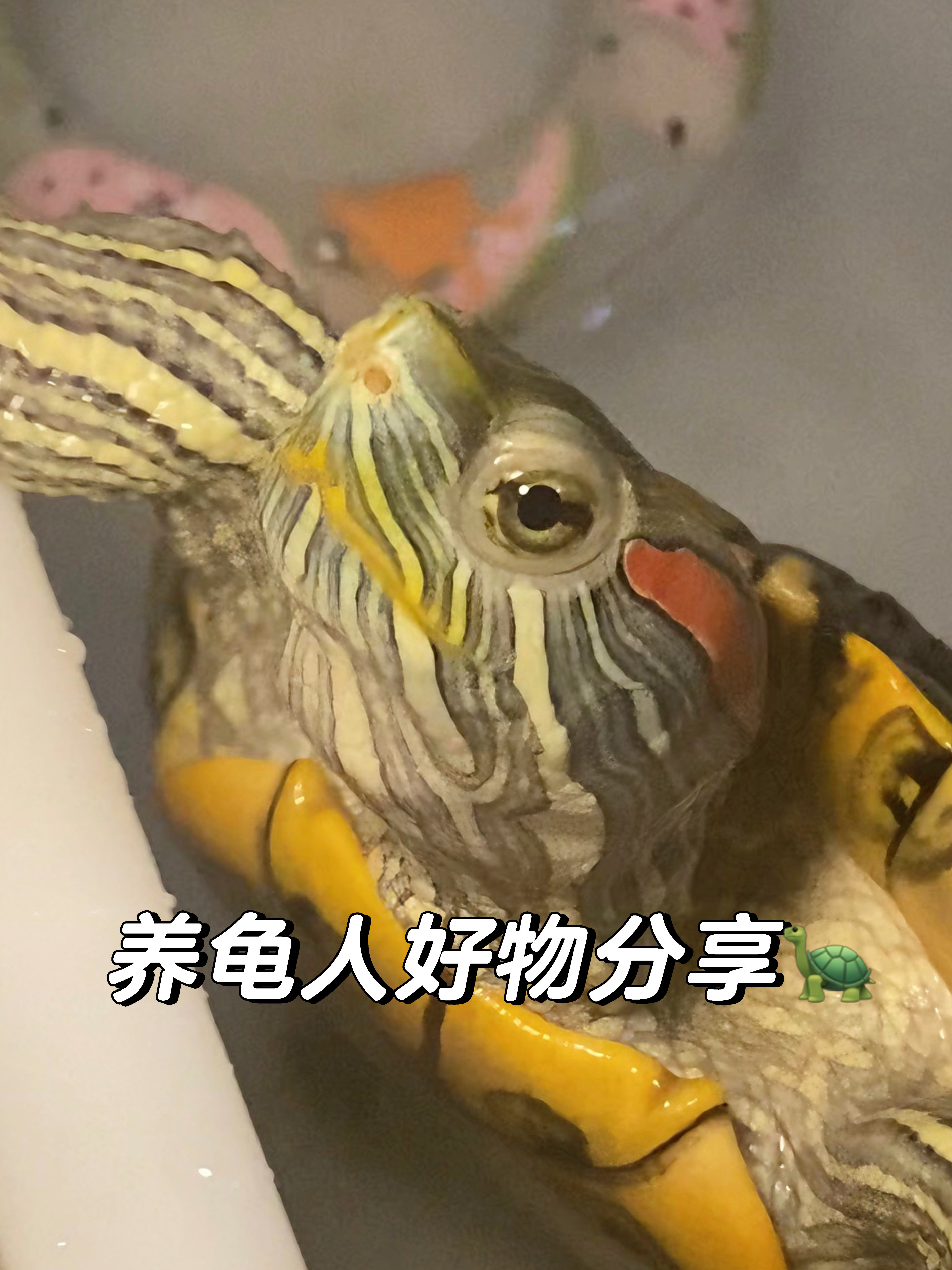 养龟人好物分享第七弹