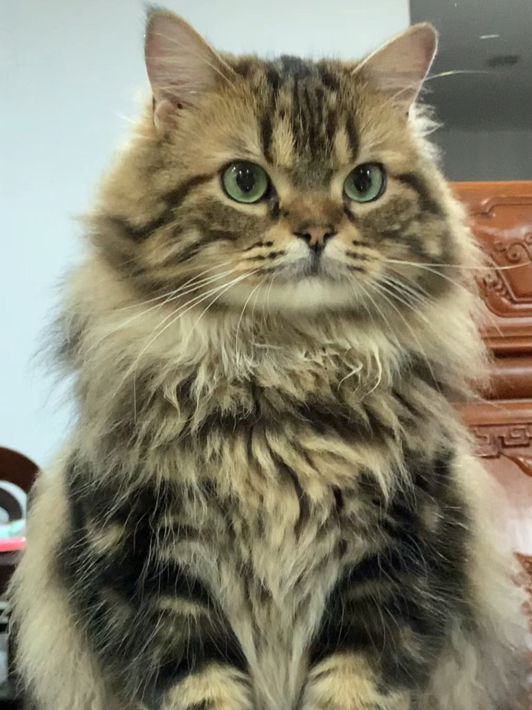 人心中的成见是一辆小猫