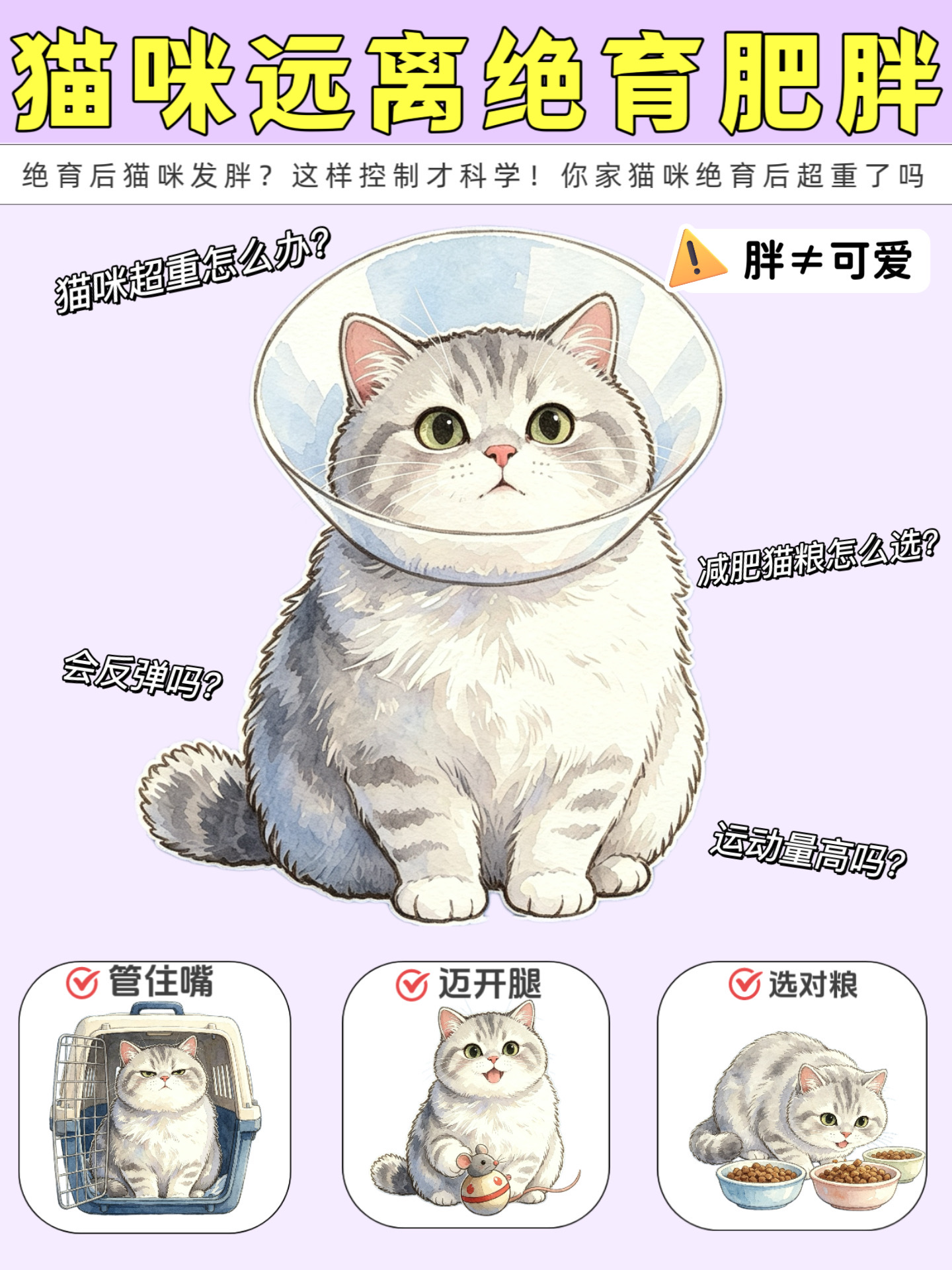 养猫人必看｜绝育后发胖，这样控重才科学！