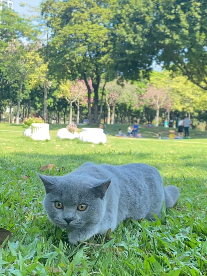 猫猫日记
