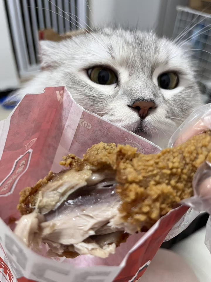 猫猫日记