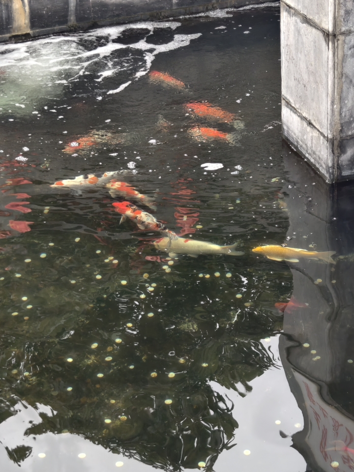 锦鲤