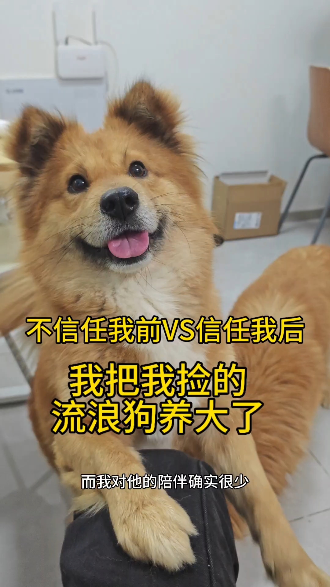我把我捡的小狗养大了！