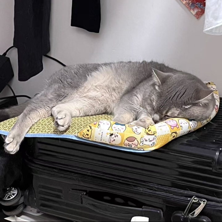 猫猫日记