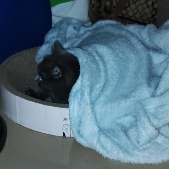 猫猫日记