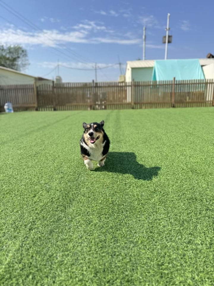 小狗ฅ^•ﻌ•^ฅ     ੯‧̀͡⬮\