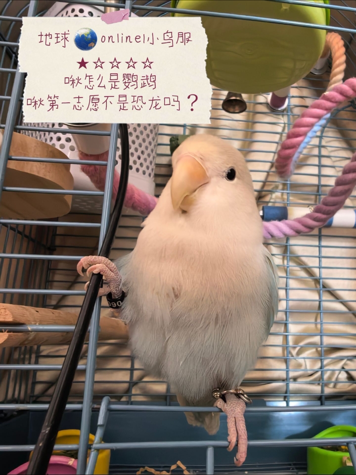地球🌏online | 小鸟服评价