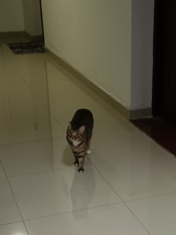 不愿意回家的猫13