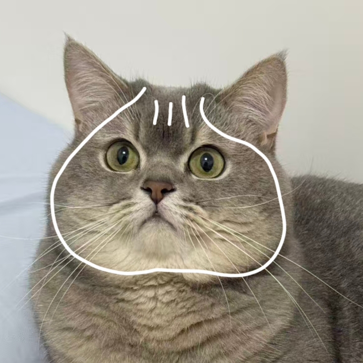 猫猫日记