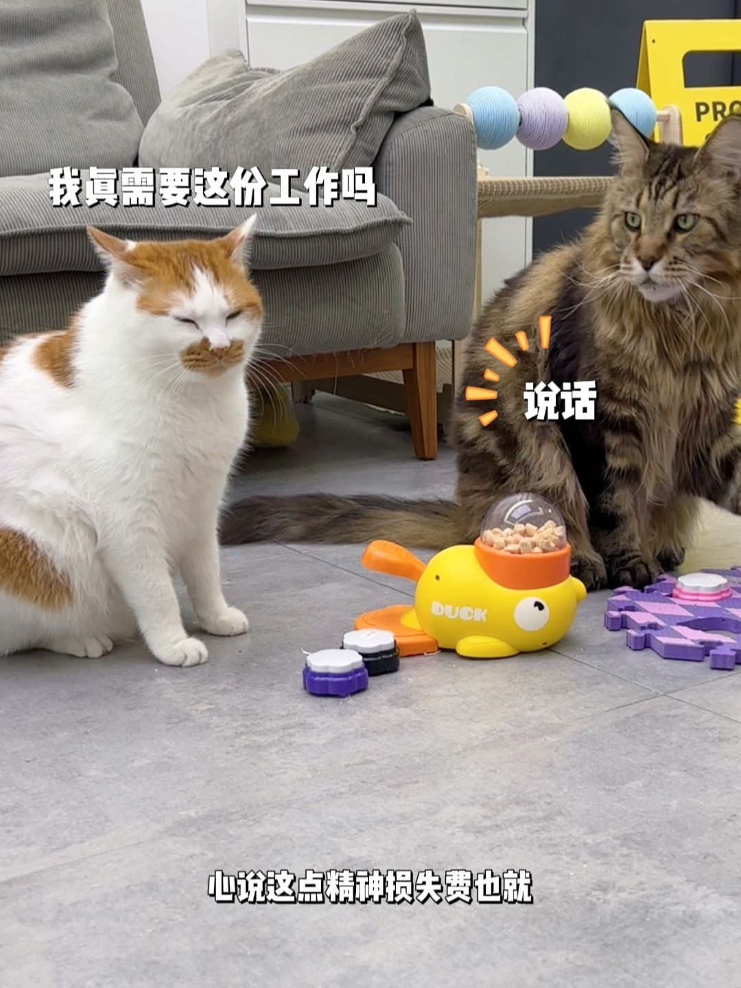 多比：这个班我真的需要上吗？