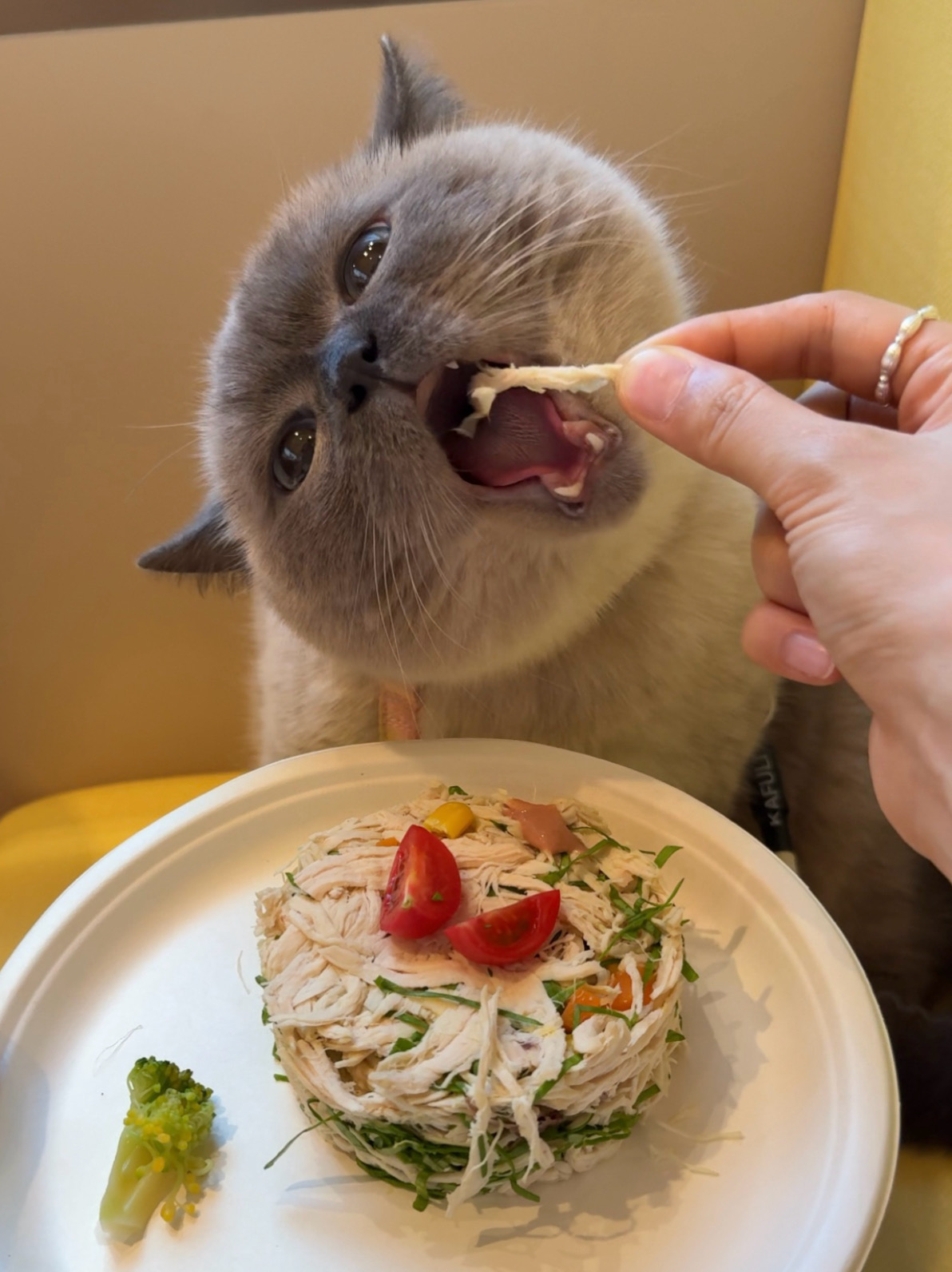 用第一视角纪录|带猫体验人类的一天✨